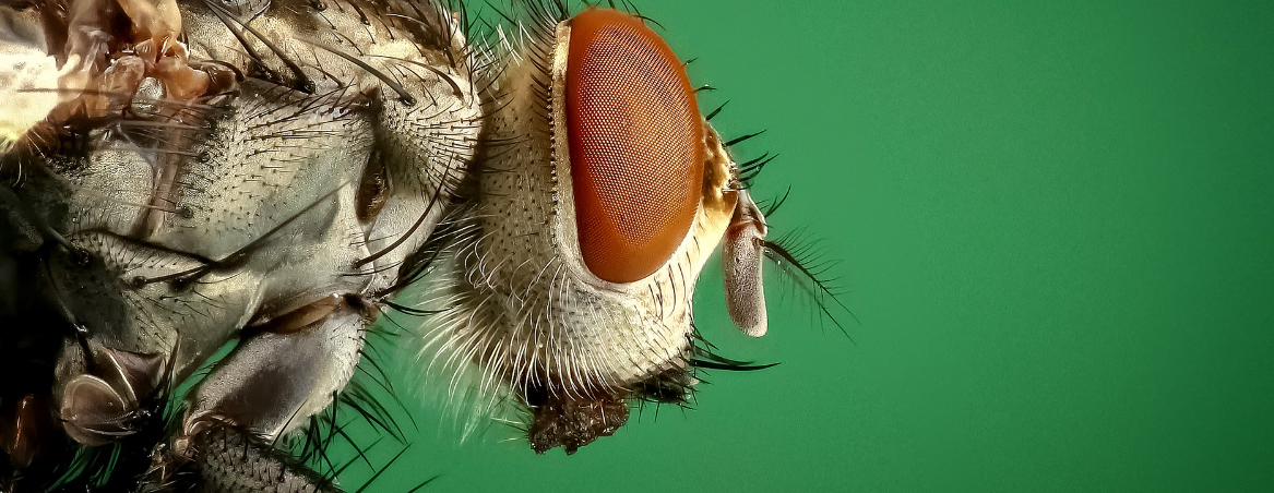 What Are The Common Diseases Caused By Pests What Are The Common Diseases Caused By Pests